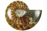 Polished Cretaceous Ammonite (Cleoniceras) Fossil - Madagascar #312185-1